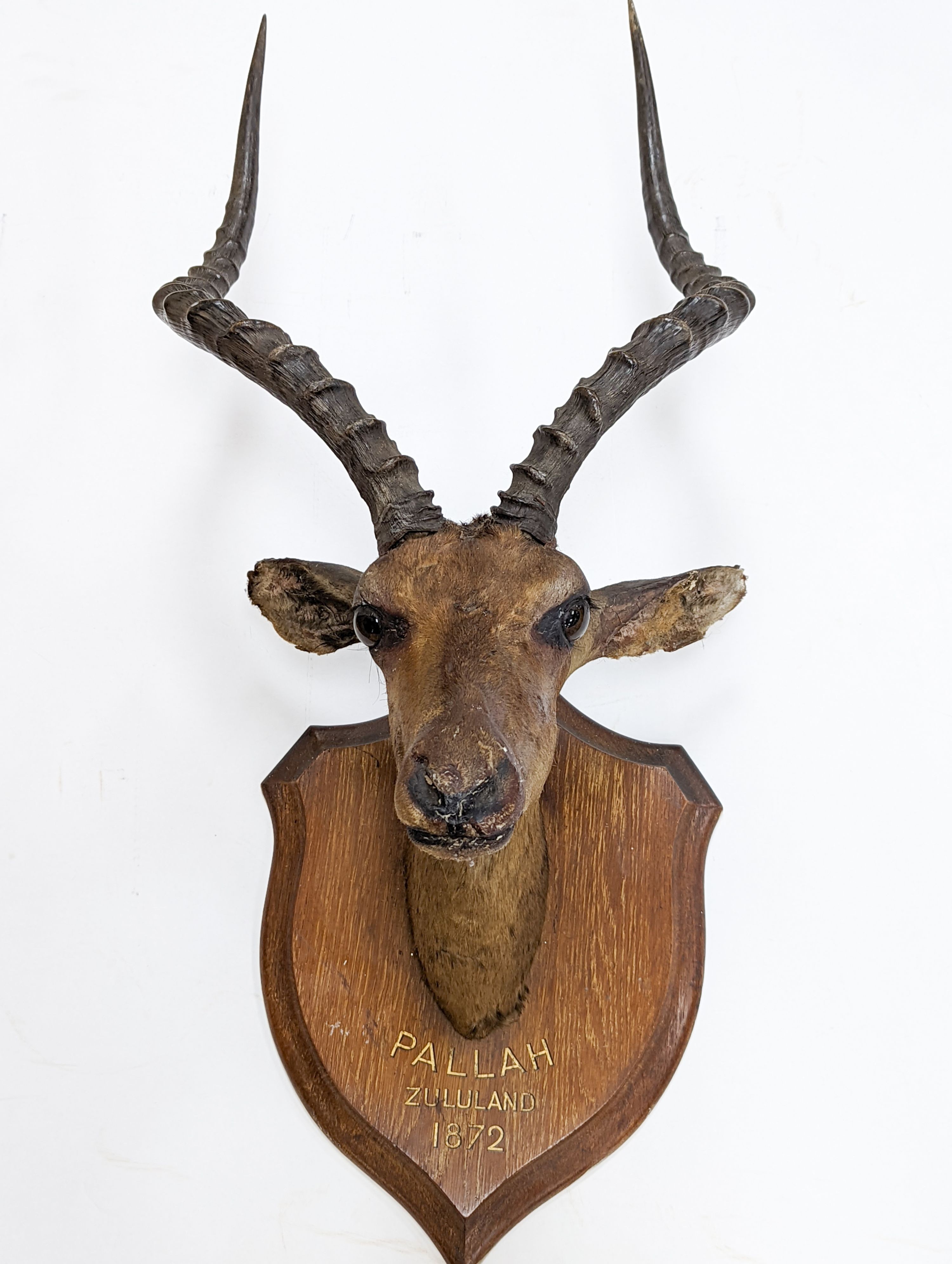A taxidermy Common Impala (Aepyceros Melampus) c1872, on an oak shield 'Pallah Zululand, 1872' labelled verso Rowland Ward & Company, 87cm high.